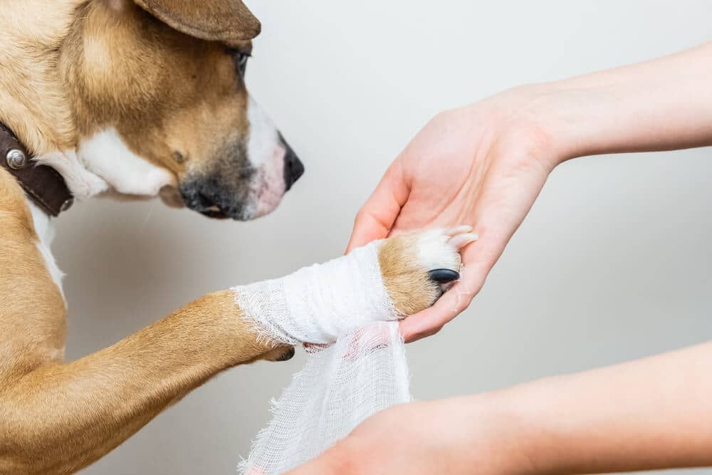 Ein Hund erhält einen Verband um die Pfote, um eine Wunde zu schützen. Die Wunde beim Hund wird sorgfältig behandelt.