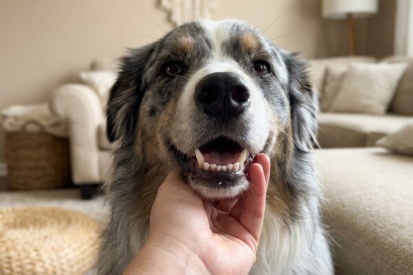 Australian Shepherd zeigt Zaehne waehrend eine Hand sein Kinn beruehrt