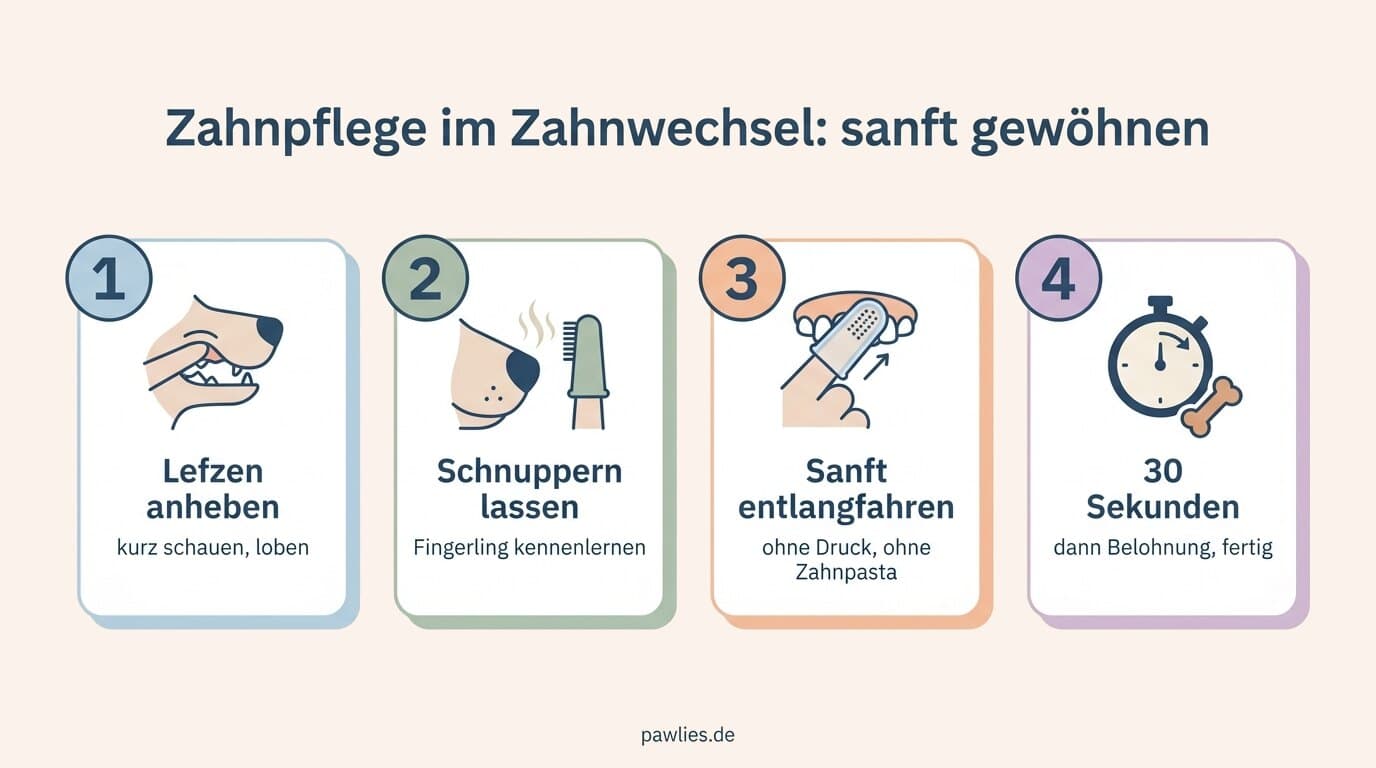 Infografik Zahnpflege im Zahnwechsel: Lefzen anheben, schnuppern lassen, sanft ohne Zahnpasta, 30 Sekunden, Belohnung