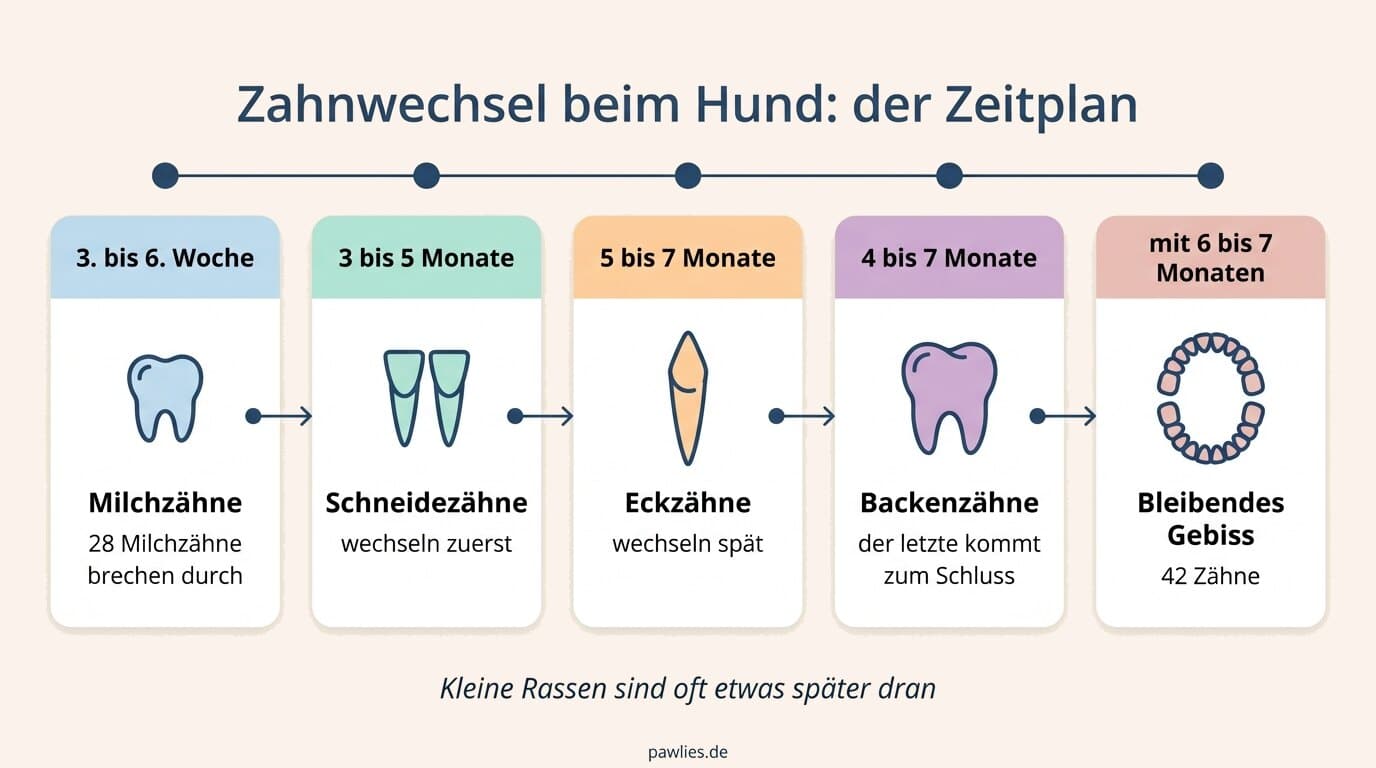 Infografik Zeitplan: Milchzähne ab 3. Woche, dann Schneidezähne, Eckzähne spät, der letzte Backenzahn zum Schluss, 42 Zähne