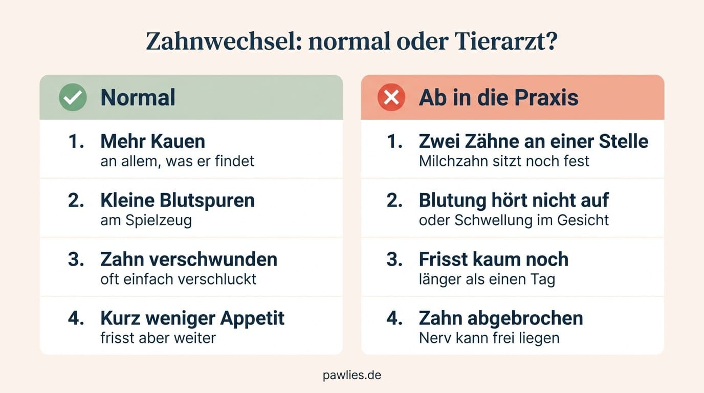 Infografik Zahnwechsel: Kauen und Blutspuren normal, doppelte oder abgebrochene Zähne und Blutung gehören in die Praxis