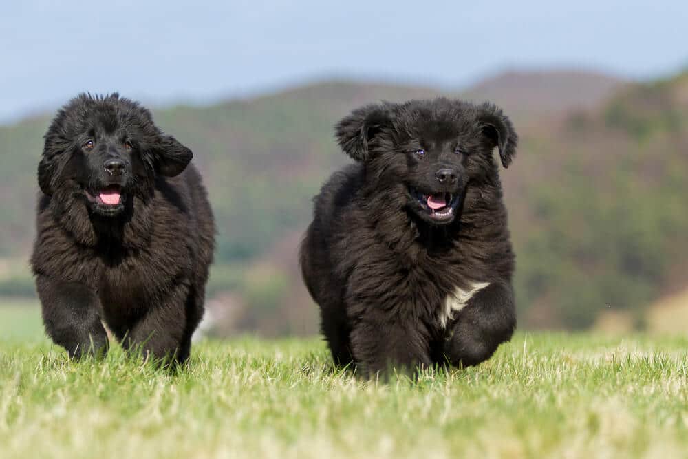 Zwei schwarze Hunde laufen auf einer Wiese – intensive Fellpflege