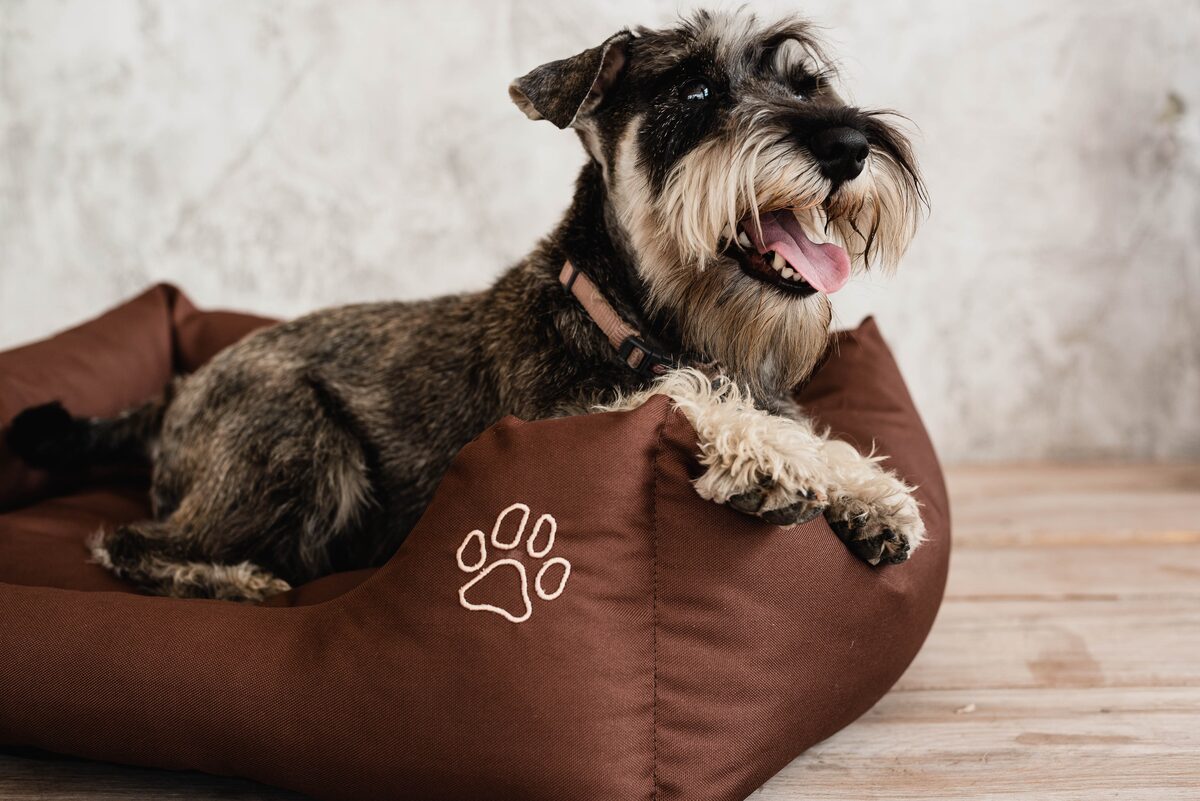 Zwergschnauzer liegt in einem braunen Hundebett mit gestickter Pfote auf einem Holzboden
